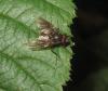 Phaonia subventa